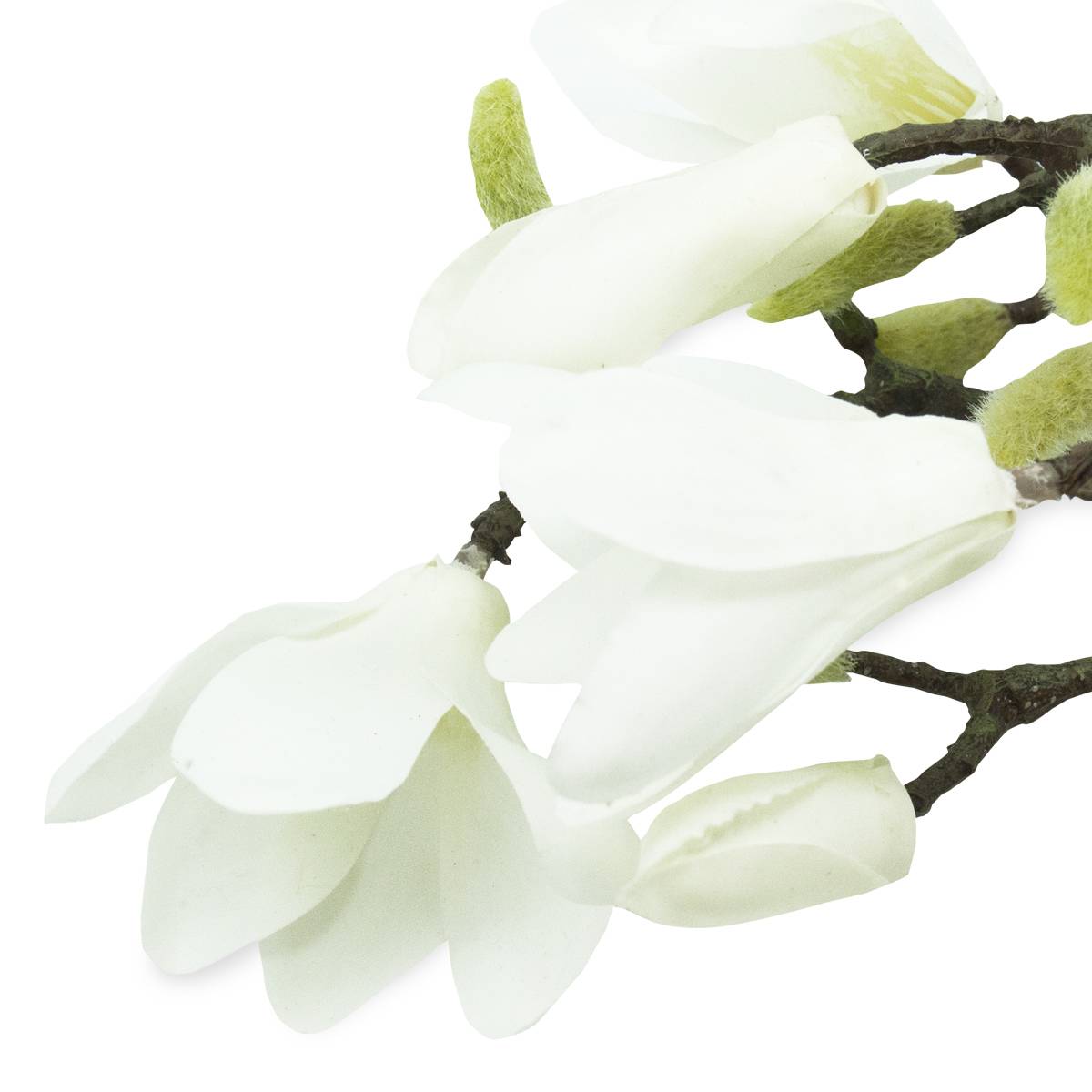 Rama De Magnolias Blancas | Flores | 1